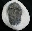 Large Hollardops Mesocristata Trilobite #5381-4